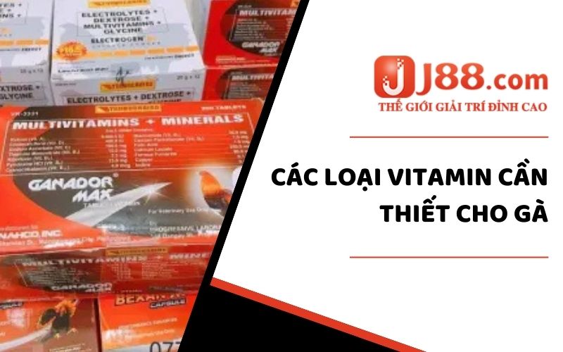 Các loại Vitamin cần thiết cho gà