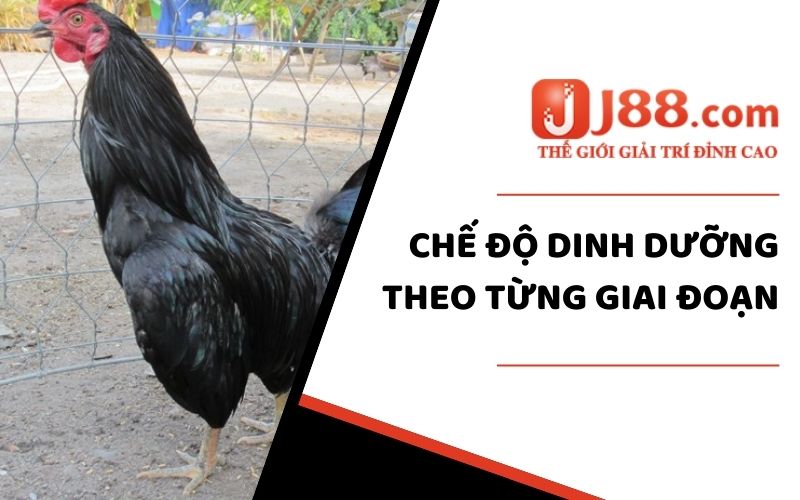 Chế độ dinh dưỡng theo từng giai đoạn