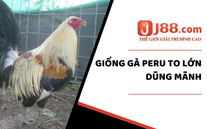 Giống gà peru to lớn dũng mãnh