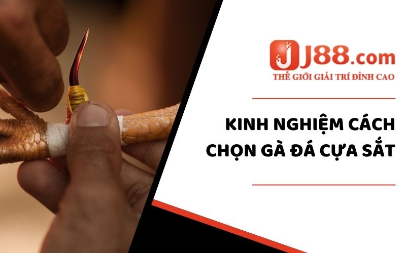 Kinh nghiệm cách chọn gà đá cựa sắt