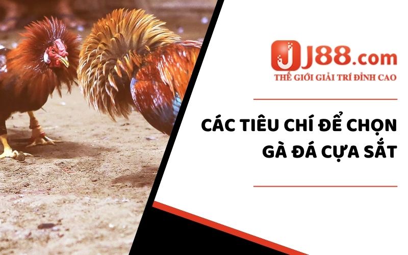 Tiêu chí để chọn lựa gà đá cựa sắt